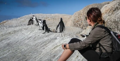 penguins, south africa, cape town